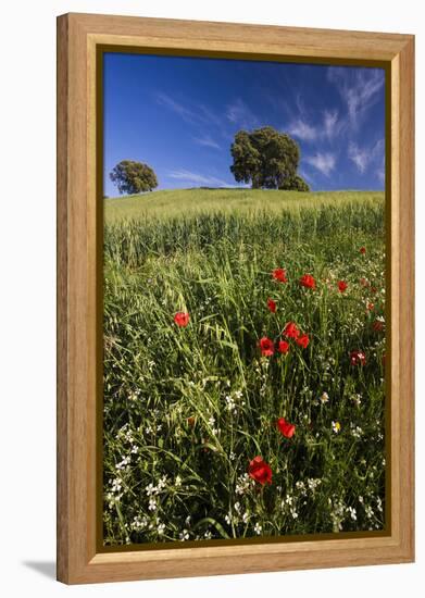 Wild Flowers in Field, Spring, Near Olvera, Andalucia, Spain-Peter Adams-Framed Premier Image Canvas