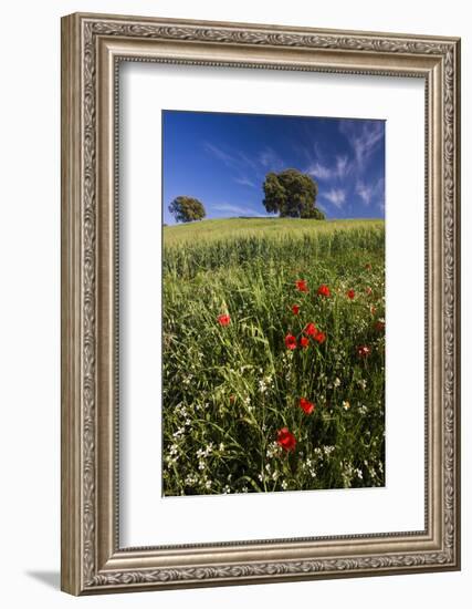 Wild Flowers in Field, Spring, Near Olvera, Andalucia, Spain-Peter Adams-Framed Photographic Print