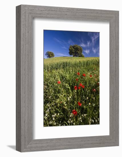 Wild Flowers in Field, Spring, Near Olvera, Andalucia, Spain-Peter Adams-Framed Photographic Print