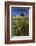 Wild Flowers in Field, Spring, Near Olvera, Andalucia, Spain-Peter Adams-Framed Photographic Print