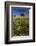 Wild Flowers in Field, Spring, Near Olvera, Andalucia, Spain-Peter Adams-Framed Photographic Print