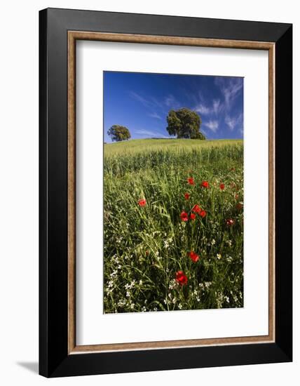 Wild Flowers in Field, Spring, Near Olvera, Andalucia, Spain-Peter Adams-Framed Photographic Print