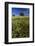 Wild Flowers in Field, Spring, Near Olvera, Andalucia, Spain-Peter Adams-Framed Photographic Print