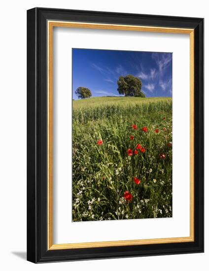 Wild Flowers in Field, Spring, Near Olvera, Andalucia, Spain-Peter Adams-Framed Photographic Print