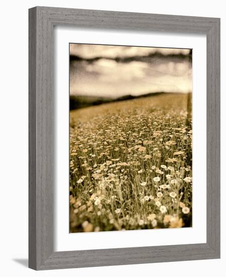 Wild Flowers in Field-Tim Kahane-Framed Photographic Print