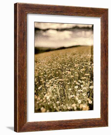 Wild Flowers in Field-Tim Kahane-Framed Photographic Print