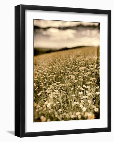 Wild Flowers in Field-Tim Kahane-Framed Photographic Print