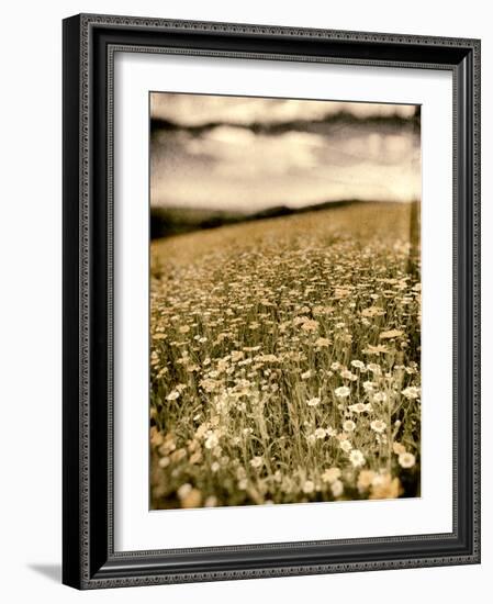 Wild Flowers in Field-Tim Kahane-Framed Photographic Print