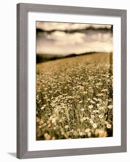 Wild Flowers in Field-Tim Kahane-Framed Photographic Print