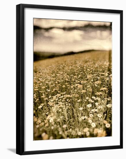 Wild Flowers in Field-Tim Kahane-Framed Photographic Print