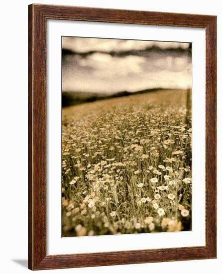 Wild Flowers in Field-Tim Kahane-Framed Photographic Print