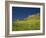 Wild Flowers in Front of the Castle of Medallin in Extremadura, Spain, Europe-Michael Busselle-Framed Photographic Print