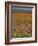 Wild Flowers in Spring, Namaqaland Hills, Cape Province, South Africa-Anthony Waltham-Framed Photographic Print