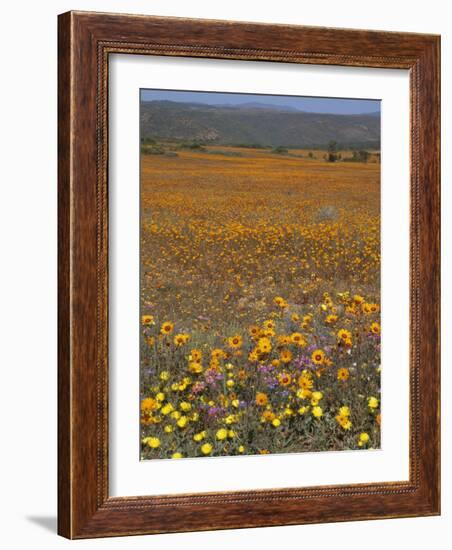 Wild Flowers in Spring, Namaqaland Hills, Cape Province, South Africa-Anthony Waltham-Framed Photographic Print