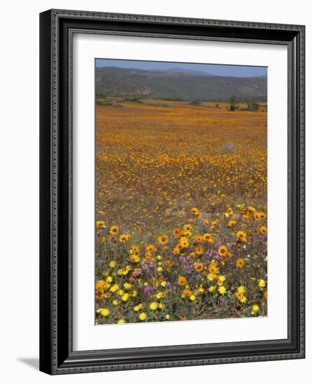 Wild Flowers in Spring, Namaqaland Hills, Cape Province, South Africa-Anthony Waltham-Framed Photographic Print