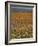 Wild Flowers in Spring, Namaqaland Hills, Cape Province, South Africa-Anthony Waltham-Framed Photographic Print