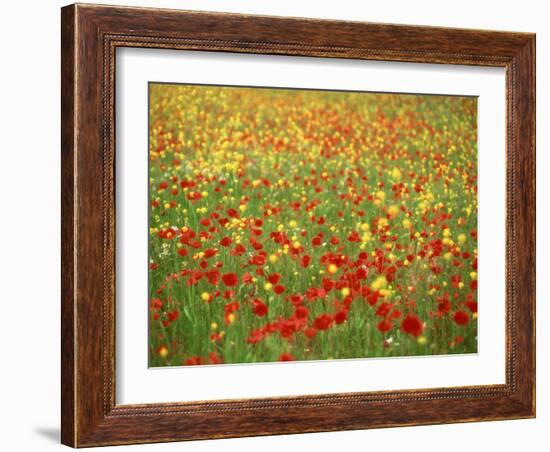 Wild Flowers Including Poppies in a Field in Majorca,Balearic Islands, Spain, Europe-null-Framed Photographic Print