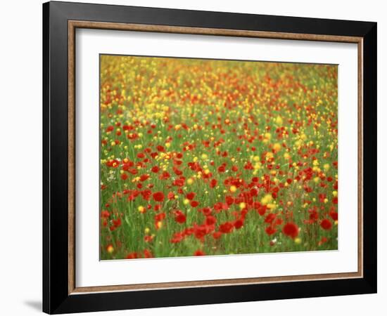 Wild Flowers Including Poppies in a Field in Majorca,Balearic Islands, Spain, Europe-null-Framed Photographic Print