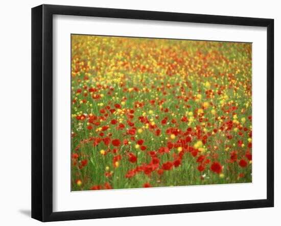 Wild Flowers Including Poppies in a Field in Majorca,Balearic Islands, Spain, Europe-null-Framed Photographic Print