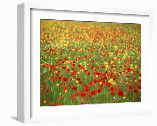 Wild Flowers Including Poppies in a Field in Majorca,Balearic Islands, Spain, Europe-null-Framed Photographic Print