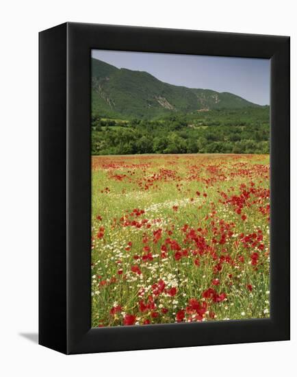 Wild Flowers Including Poppies in the Luberon Mountains, Vaucluse, Provence, France-Michael Busselle-Framed Premier Image Canvas