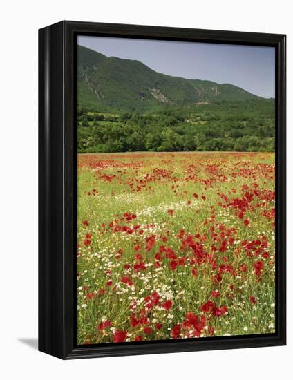 Wild Flowers Including Poppies in the Luberon Mountains, Vaucluse, Provence, France-Michael Busselle-Framed Premier Image Canvas