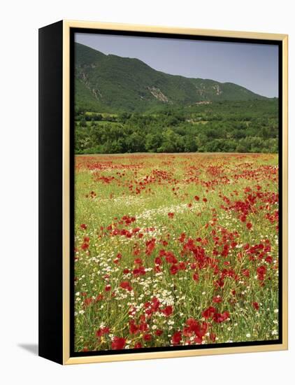 Wild Flowers Including Poppies in the Luberon Mountains, Vaucluse, Provence, France-Michael Busselle-Framed Premier Image Canvas