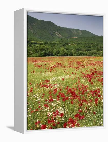 Wild Flowers Including Poppies in the Luberon Mountains, Vaucluse, Provence, France-Michael Busselle-Framed Premier Image Canvas