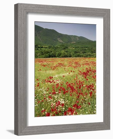 Wild Flowers Including Poppies in the Luberon Mountains, Vaucluse, Provence, France-Michael Busselle-Framed Photographic Print