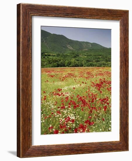 Wild Flowers Including Poppies in the Luberon Mountains, Vaucluse, Provence, France-Michael Busselle-Framed Photographic Print