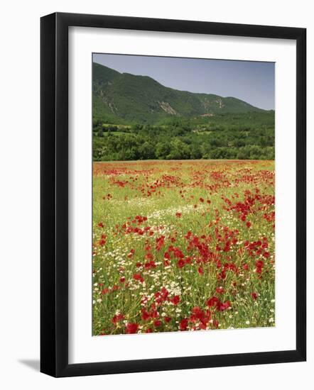 Wild Flowers Including Poppies in the Luberon Mountains, Vaucluse, Provence, France-Michael Busselle-Framed Photographic Print