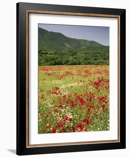 Wild Flowers Including Poppies in the Luberon Mountains, Vaucluse, Provence, France-Michael Busselle-Framed Photographic Print