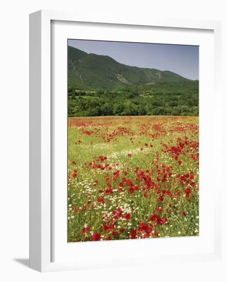 Wild Flowers Including Poppies in the Luberon Mountains, Vaucluse, Provence, France-Michael Busselle-Framed Photographic Print