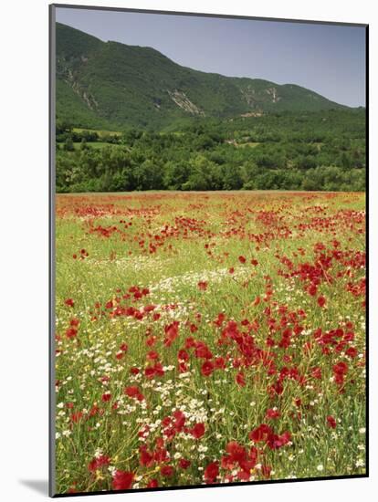 Wild Flowers Including Poppies in the Luberon Mountains, Vaucluse, Provence, France-Michael Busselle-Mounted Photographic Print