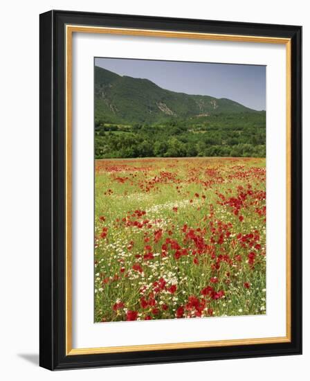 Wild Flowers Including Poppies in the Luberon Mountains, Vaucluse, Provence, France-Michael Busselle-Framed Photographic Print