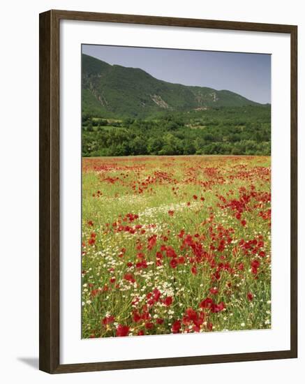 Wild Flowers Including Poppies in the Luberon Mountains, Vaucluse, Provence, France-Michael Busselle-Framed Photographic Print