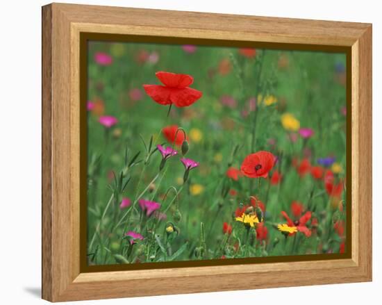 Wild Flowers, Including Poppy and Corncockle, Cultivated for Seed, Netherlands-Niall Benvie-Framed Premier Image Canvas