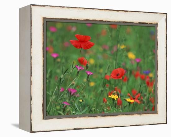 Wild Flowers, Including Poppy and Corncockle, Cultivated for Seed, Netherlands-Niall Benvie-Framed Premier Image Canvas