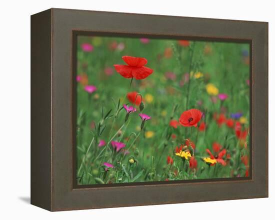 Wild Flowers, Including Poppy and Corncockle, Cultivated for Seed, Netherlands-Niall Benvie-Framed Premier Image Canvas