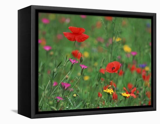 Wild Flowers, Including Poppy and Corncockle, Cultivated for Seed, Netherlands-Niall Benvie-Framed Premier Image Canvas