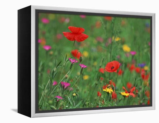 Wild Flowers, Including Poppy and Corncockle, Cultivated for Seed, Netherlands-Niall Benvie-Framed Premier Image Canvas