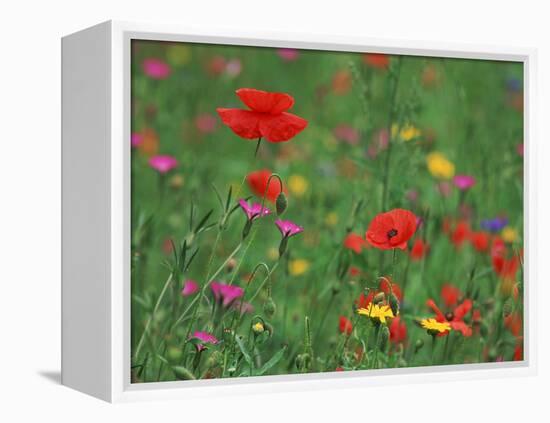 Wild Flowers, Including Poppy and Corncockle, Cultivated for Seed, Netherlands-Niall Benvie-Framed Premier Image Canvas