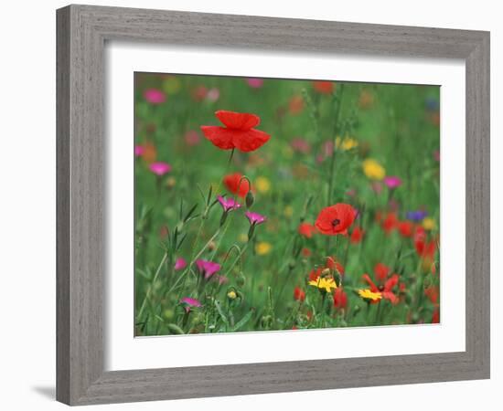 Wild Flowers, Including Poppy and Corncockle, Cultivated for Seed, Netherlands-Niall Benvie-Framed Photographic Print