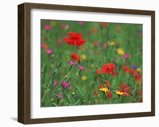 Wild Flowers, Including Poppy and Corncockle, Cultivated for Seed, Netherlands-Niall Benvie-Framed Photographic Print