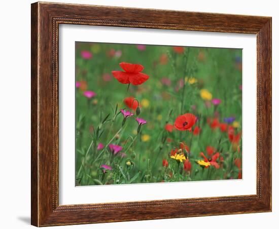 Wild Flowers, Including Poppy and Corncockle, Cultivated for Seed, Netherlands-Niall Benvie-Framed Photographic Print