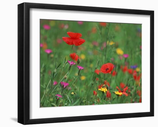 Wild Flowers, Including Poppy and Corncockle, Cultivated for Seed, Netherlands-Niall Benvie-Framed Photographic Print