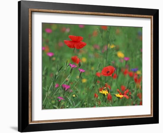 Wild Flowers, Including Poppy and Corncockle, Cultivated for Seed, Netherlands-Niall Benvie-Framed Photographic Print