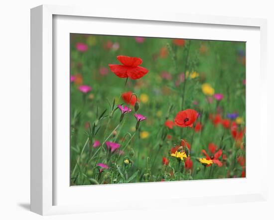 Wild Flowers, Including Poppy and Corncockle, Cultivated for Seed, Netherlands-Niall Benvie-Framed Photographic Print