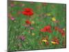 Wild Flowers, Including Poppy and Corncockle, Cultivated for Seed, Netherlands-Niall Benvie-Mounted Photographic Print