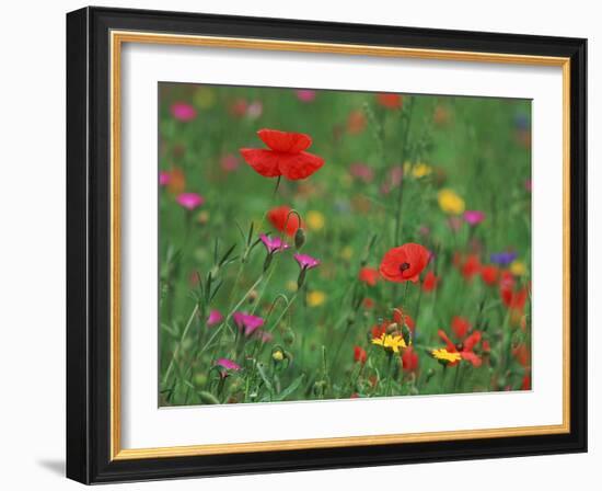 Wild Flowers, Including Poppy and Corncockle, Cultivated for Seed, Netherlands-Niall Benvie-Framed Photographic Print